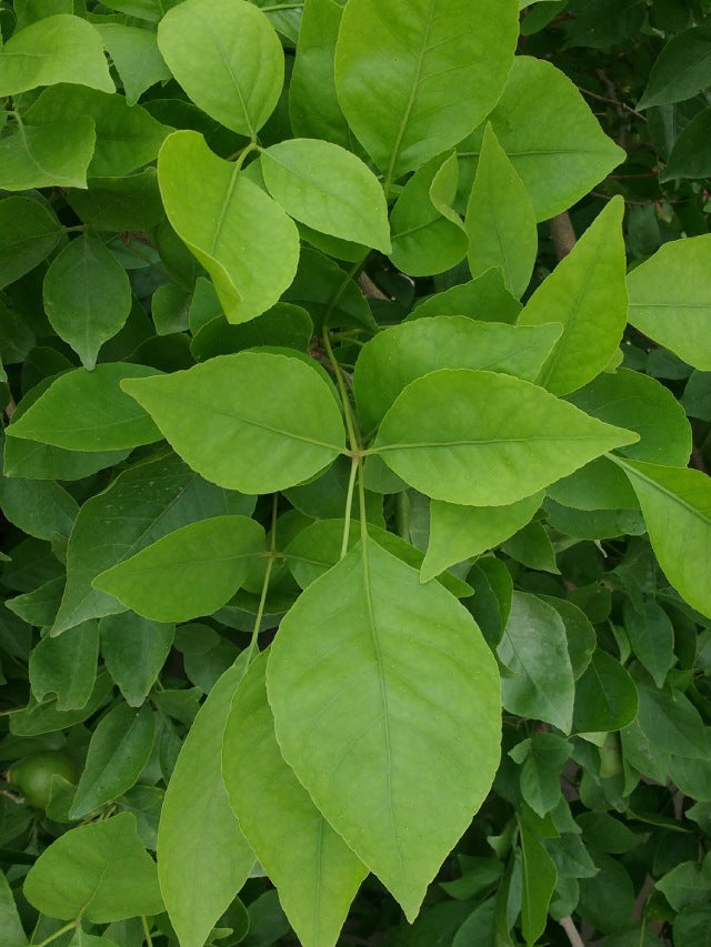 Vilvam Leaves | Bael Leaves | Bel Patra | Bili Patra