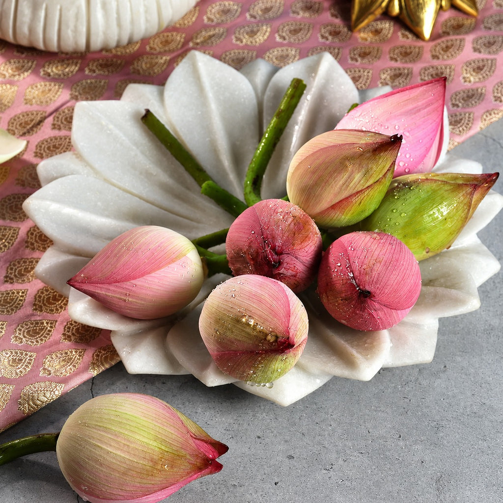 Fresh Lotus / Kamal