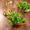 Fresh Tulsi Leaves