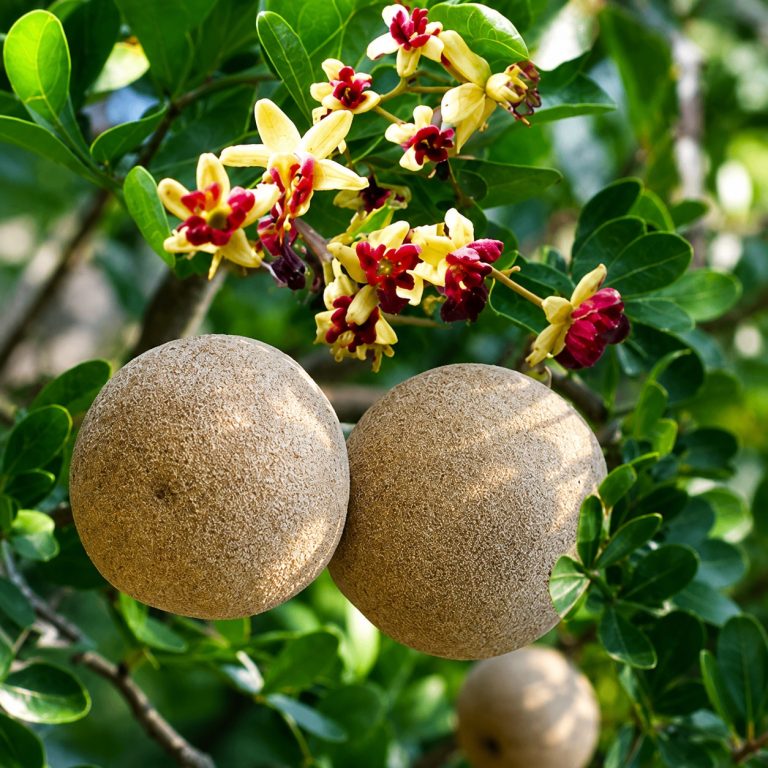Wood Apple (Bael) — A Sacred Offering to Lord Ganesha